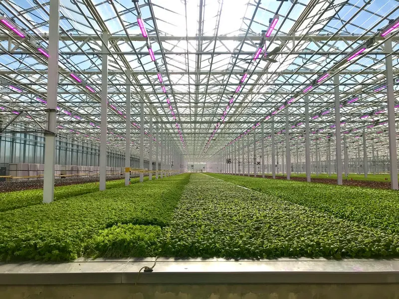 A large glass greenhouse with long beds of young leafy greens growing under rows of pink LED grow lights.
