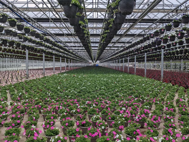 Rows of potted pink and white flowers fill a glass greenhouse, with lines of hanging baskets overhead.