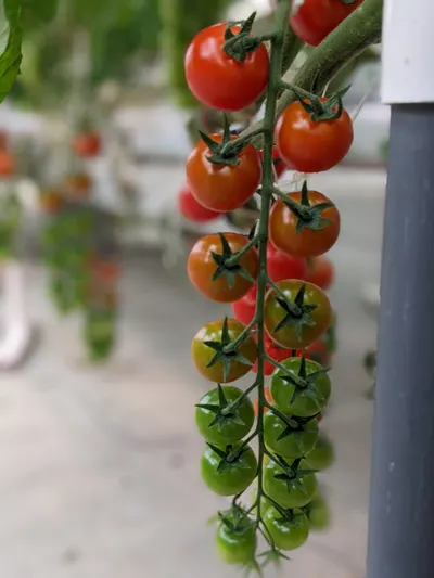 Tomato cluster in the teaching greenhouse at Ohio State