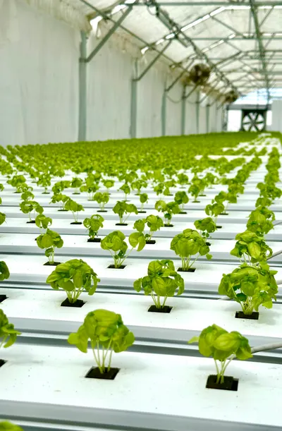 Beaver Creek Produce- Berkley, Iowa