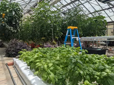 OSU Teaching Greenhouse