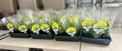 Beaver Creek Produce- Berkey, Iowa
