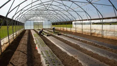 Two people planting seedlings in beds covered with plastic mulch, inside a high tunnel