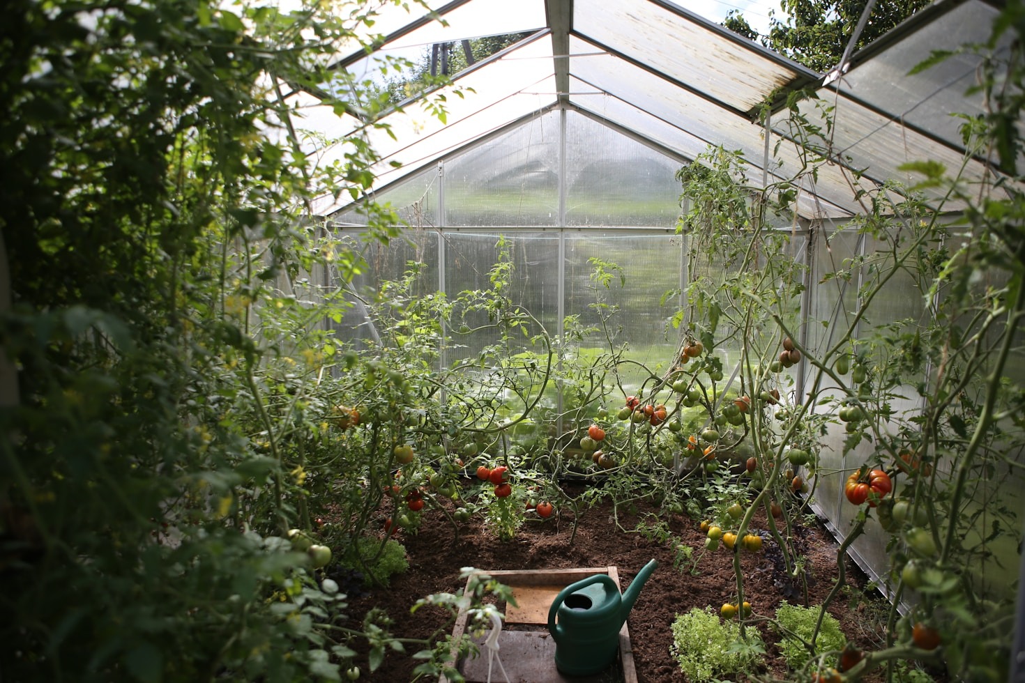 Exploring the Future of Sustainable Greenhouse Cultivation