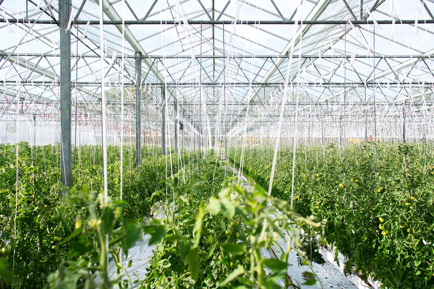 The Impact of Innovation in Controlled Agriculture