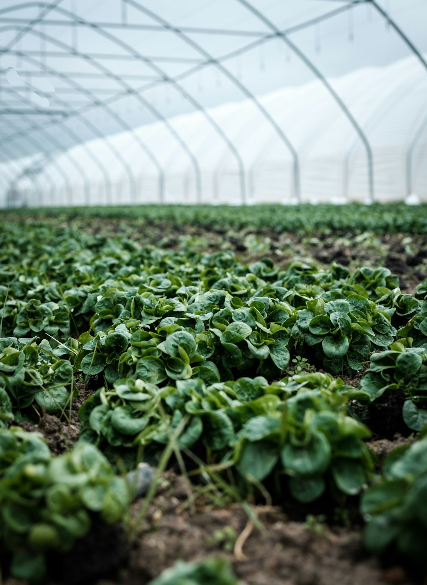 Bridging Research and Practice in Greenhouse Growing